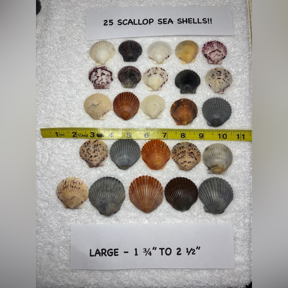 25 Sanibel Island Scallop Shells! Large Sz Assorted
Collection in multi colors.